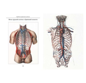 Фото разворота из подарочной книги Атлас анатомии человека. Все органы человеческого тела. Большая коллекция 