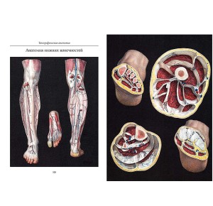 Фото с анатомией нижних конечностей из подарочной книги Атлас анатомии человека. Все органы человеческого тела. Большая коллекция
