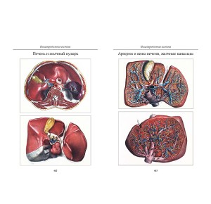 Фото печени и желчного пузыря в подарочном издании Атлас анатомии человека. Все органы человеческого тела. Большая коллекция
