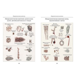 Атлас анатомии человека. Все органы человеческого тела. Большая коллекция - подарочная книга в кожаном переплете