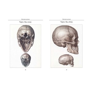 Атлас анатомии человека. Все органы человеческого тела. Большая коллекция - разворот с фото черепа в подарочной книге