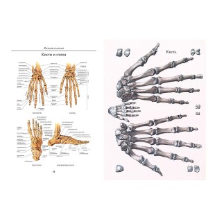Подарочная книга Атлас анатомии человека. Все органы человеческого тела. Большая коллекция - разворот с фото