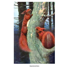 Фото белок из книги "Мир животных. Популярная психология животных"