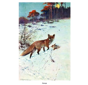 Фото лисицы из подарочной книги "Мир животных. Популярная психология животных"