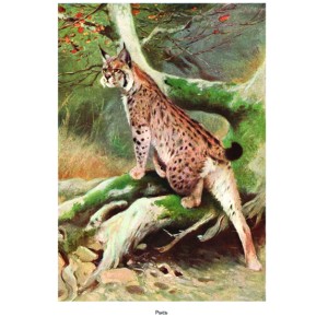 Фото рыси из книги "Мир животных. Популярная психология животных"