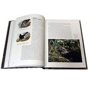 Разворот подарочной книги с иллюстрациями "Охота по перу" Фото 2