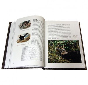 Иллюстрации к подарочной книге в кожаном переплете "Охота по перу"