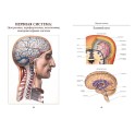 Фото разворота подарочной книги о нервной системе из Атлас анатомии человека. Все органы человеческого тела. Большая коллекция