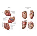 Фото сердца из подарочной книги Атлас анатомии человека. Все органы человеческого тела. Большая коллекция