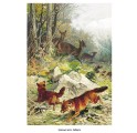 Фото красных волков на охоте из книги "Мир животных. Популярная психология животных"