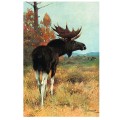 Фото лося из подарочной книги "Мир животных. Популярная психология животных"