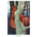 Фото белок из книги "Мир животных. Популярная психология животных"