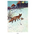 Фото лисицы из подарочной книги "Мир животных. Популярная психология животных"